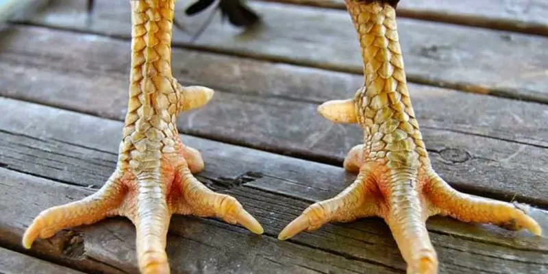 Vảy dặm ngón chúa là tốt hay xấu? Cách chọn chiến kê qua vảy 2 khai-niem-vay-dam-ngon-chua